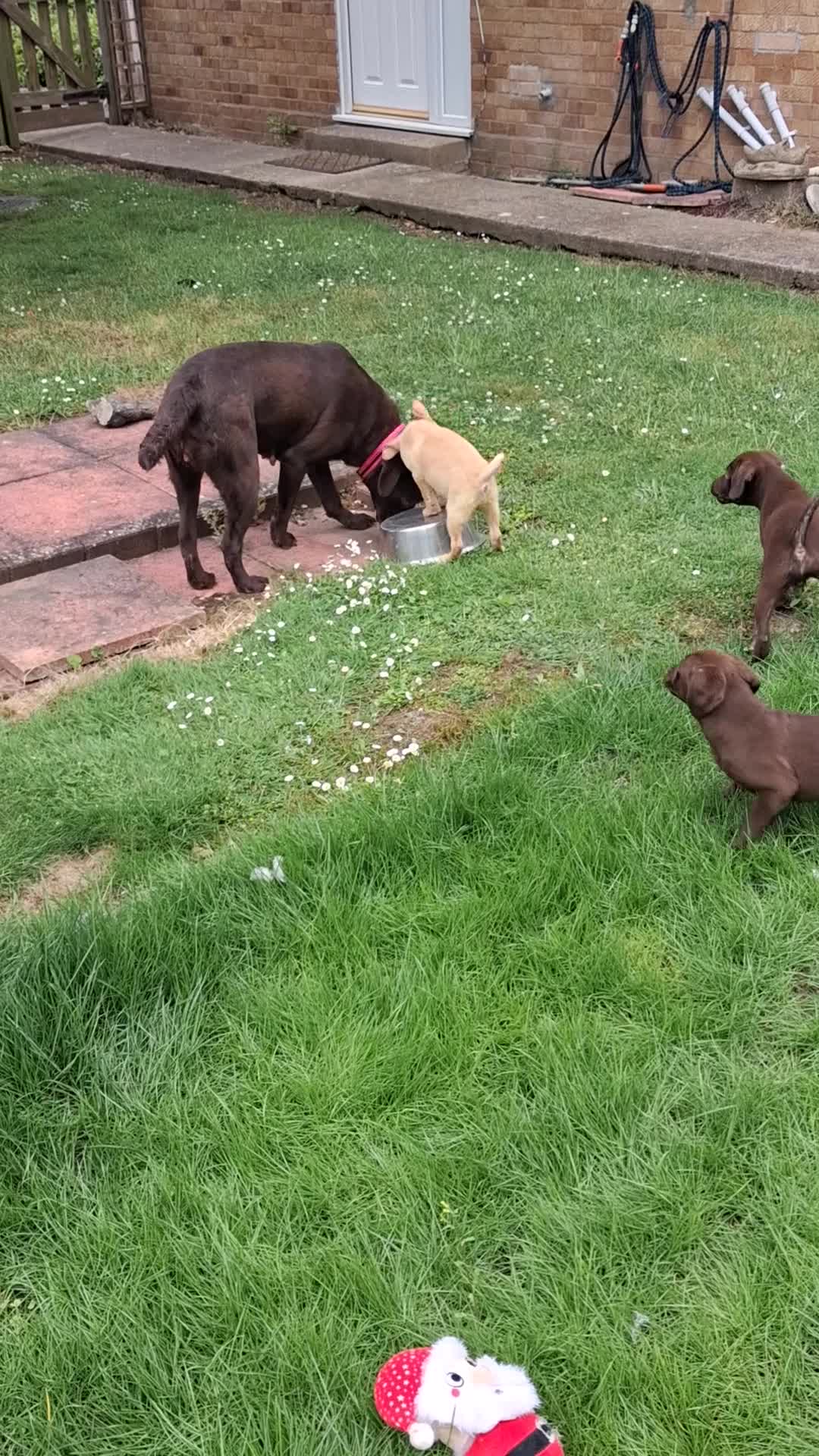Labrador Retriever dogs for sale: Fantastic labrador pups  - Video 1