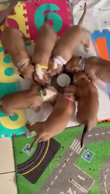 Bull Terrier dogs for stud: Stud English Bull Terrier  - Video 2