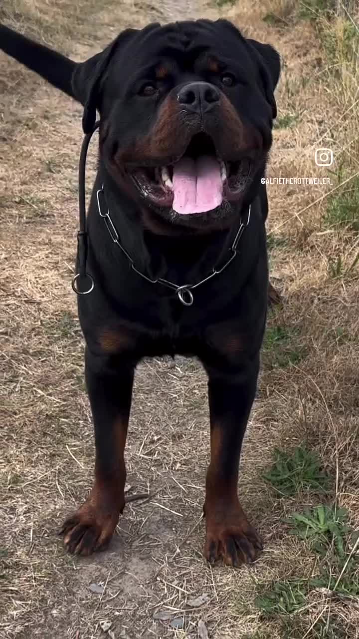 Rottweiler dogs for stud: Alfie  - Video 1