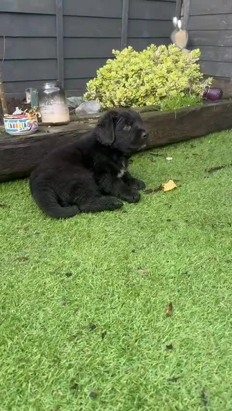 Mixed Breed dogs for sale: Newfoundland/Saint Bernard pup - Video 1
