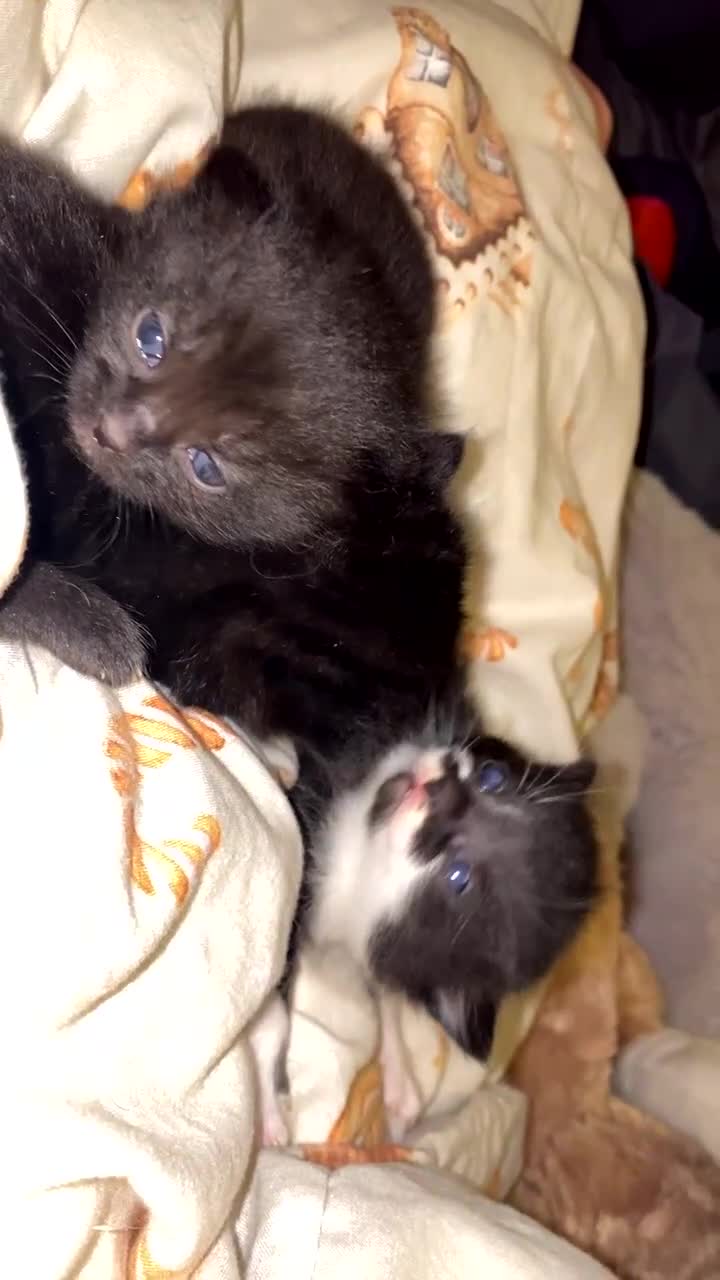 Mixed Breed cats for sale: 3 beautiful kittens for sale!!! - Video 4