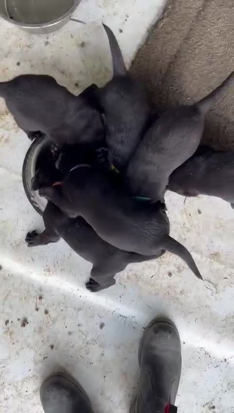 Labrador Retriever dogs for sale: Black Pure bred kg reg Labrador for sale.  - Video 1