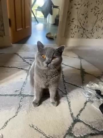 British Shorthair cats for sale: British short hair blue 3 years old scratch  very  in Wolverhampton - Video 1