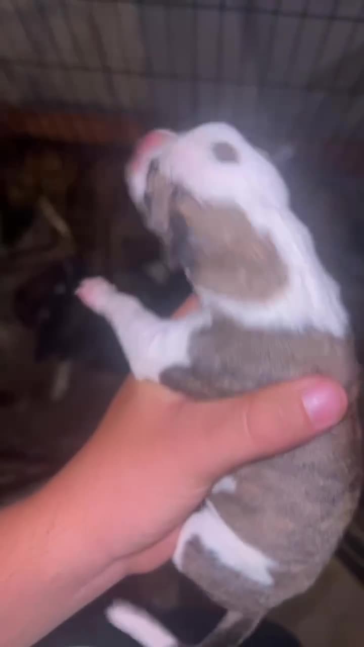 Lurcher dogs for sale: Collie bull greyhound  - Video 4
