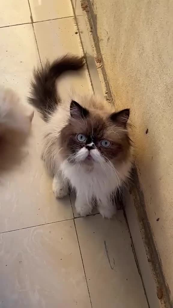 Mixed Breed cats for adoption: Oreo is 2 years old  - Video 1