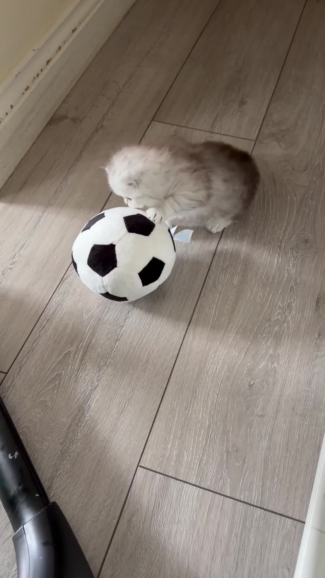 Persian cats for sale: Cute Persian kitten (last one left) in Bradford - Video 1
