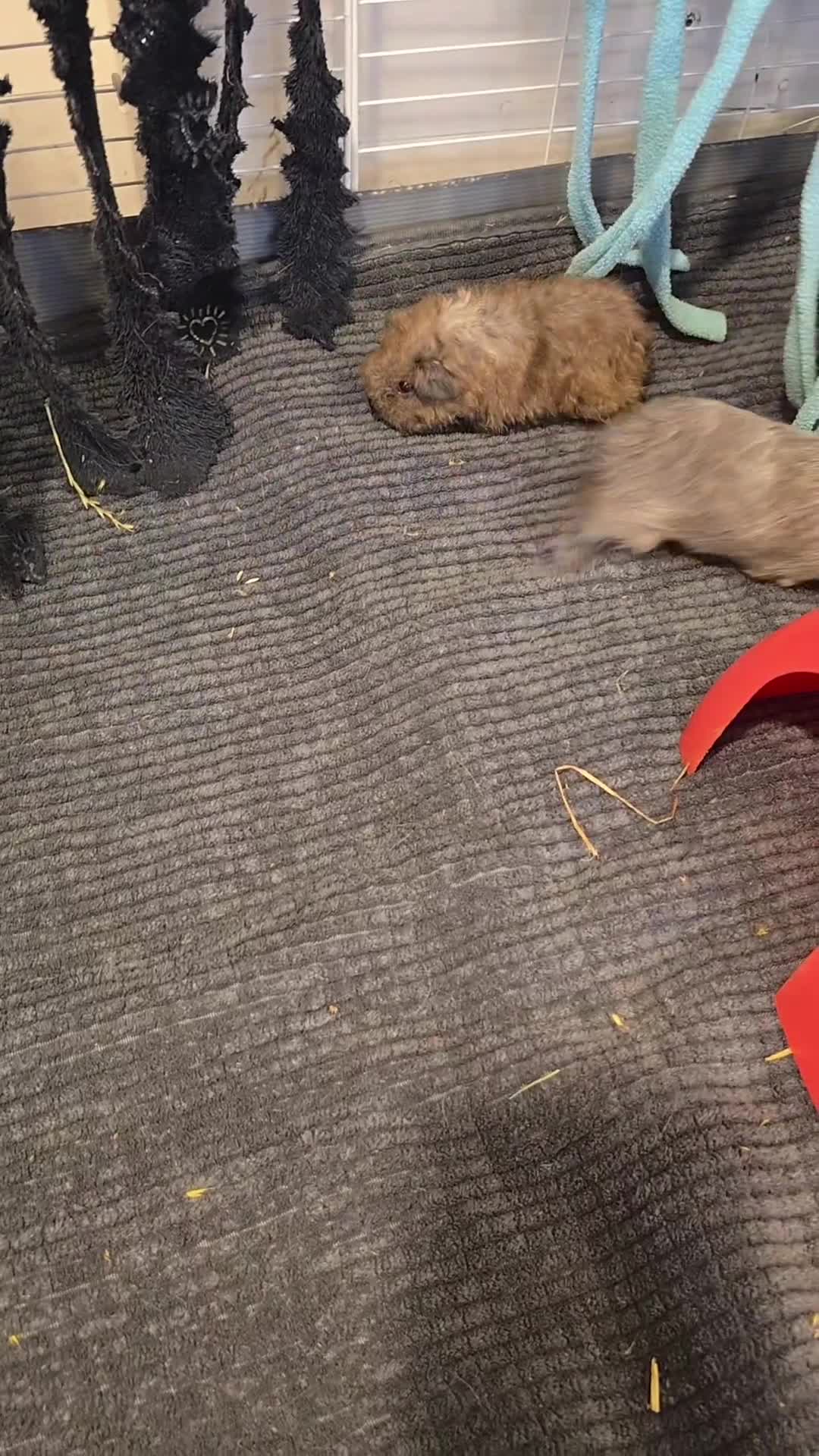 Guinea Pig rodents for sale: 2 male guinea pigs long haired silkie - Video 1