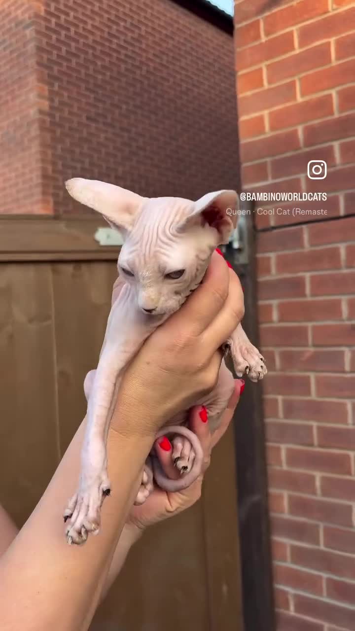 Sphynx cats for sale: Hairless kittens sphinx - Video 1