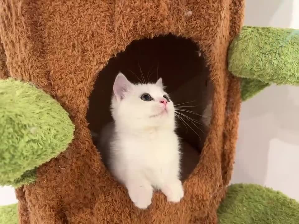 Munchkin cats for sale: Super stunning & rare Minuet - Video 2