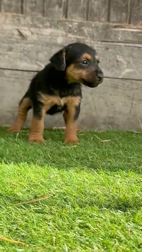 Lakeland Terrier dogs for sale: Lakeland terrier puppies - Video 1