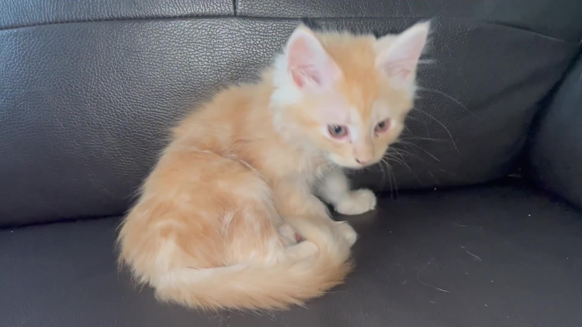 Maine Coon cats for sale: Maine Coon Cross Kittens  - Video 3