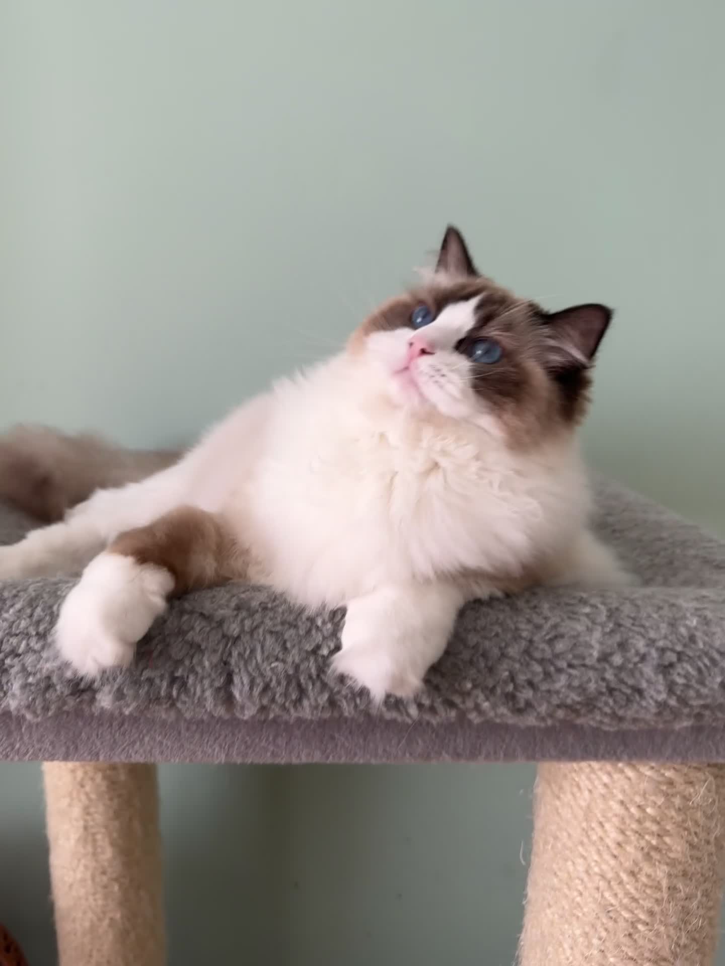 Ragdoll cats for sale: Stunning Ragdoll Kitten Fife Reg Breeder - Video 1
