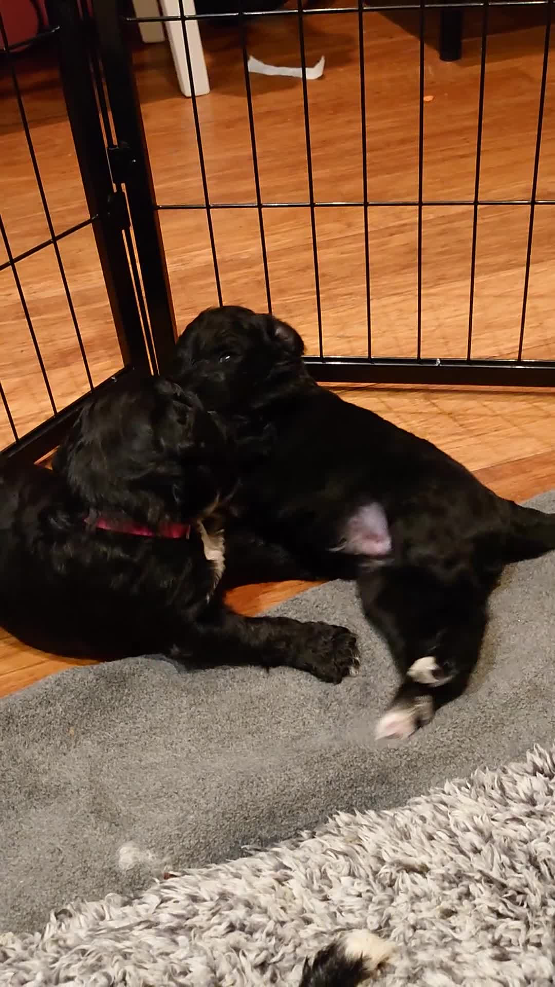 Sheepadoodle dogs for sale: *2 GIRLS LEFT* F1 DNA tested sheepadoodles  - Video 3
