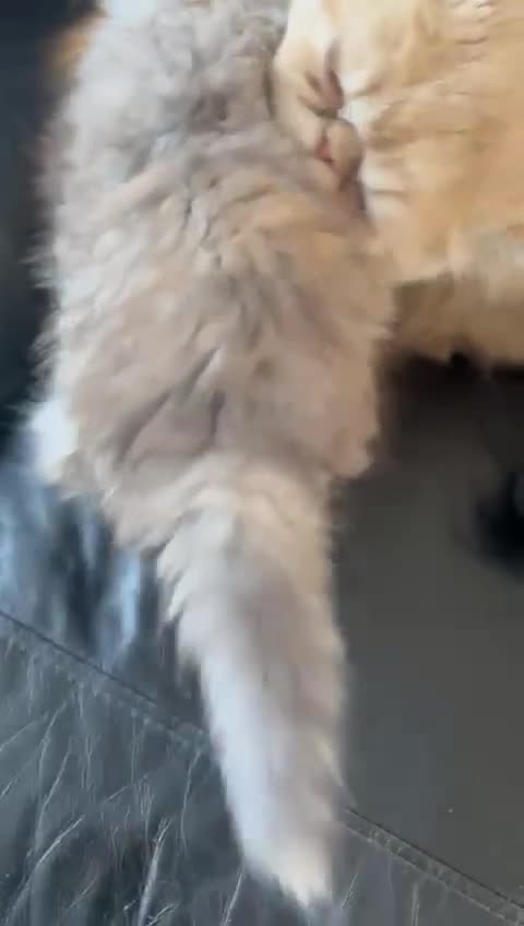 Persian cats for sale: Two multicoloured Persian females - Video 3