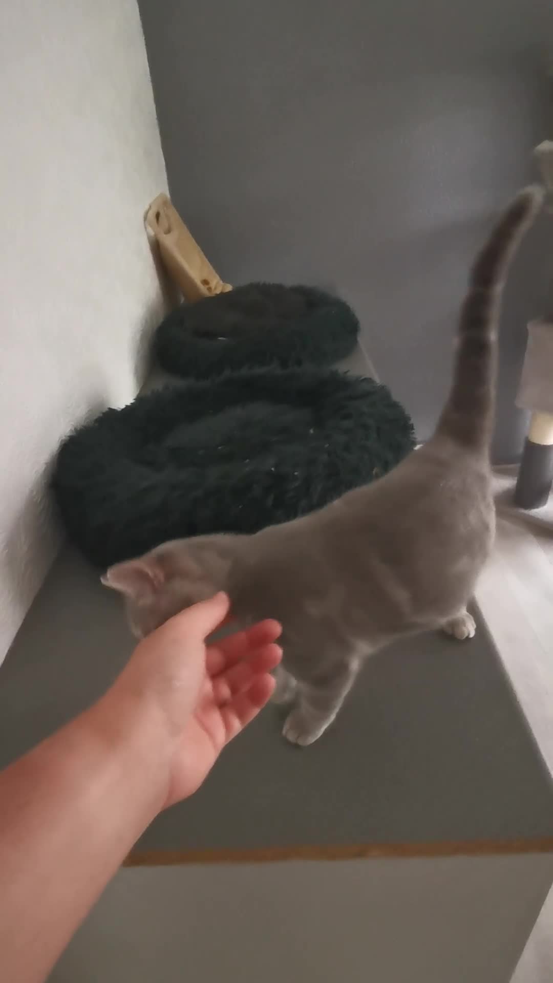 British Shorthair cats for sale: Lovely GCCF pedigree Blue Tabby BSH Boy ready now - Video 1