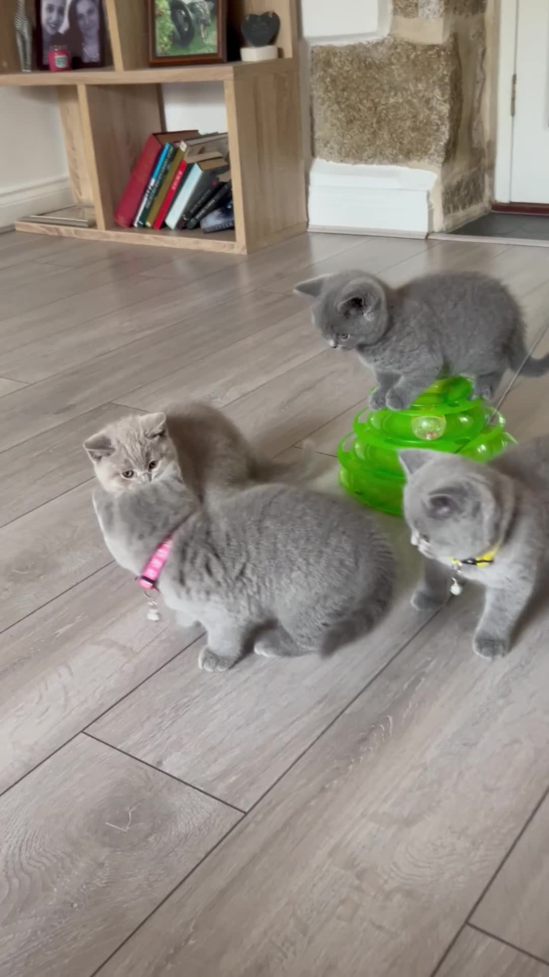 British Shorthair cats for sale: 5 gorgeous British shorthair kittens ! - Video 4