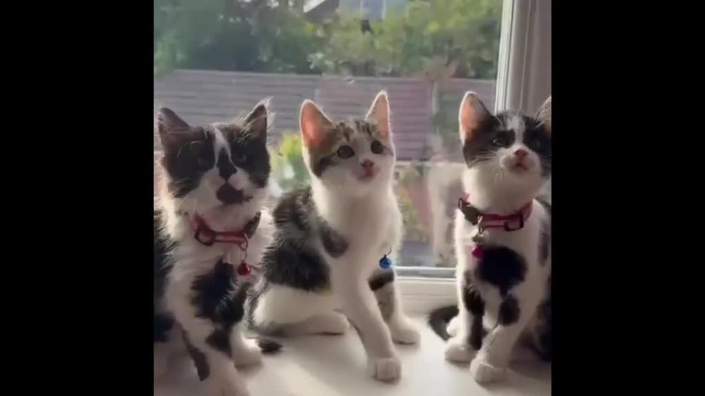 Mixed Breed cats for sale: Six Adorable Ragdoll X Norwegian Forest Kittens - Video 2