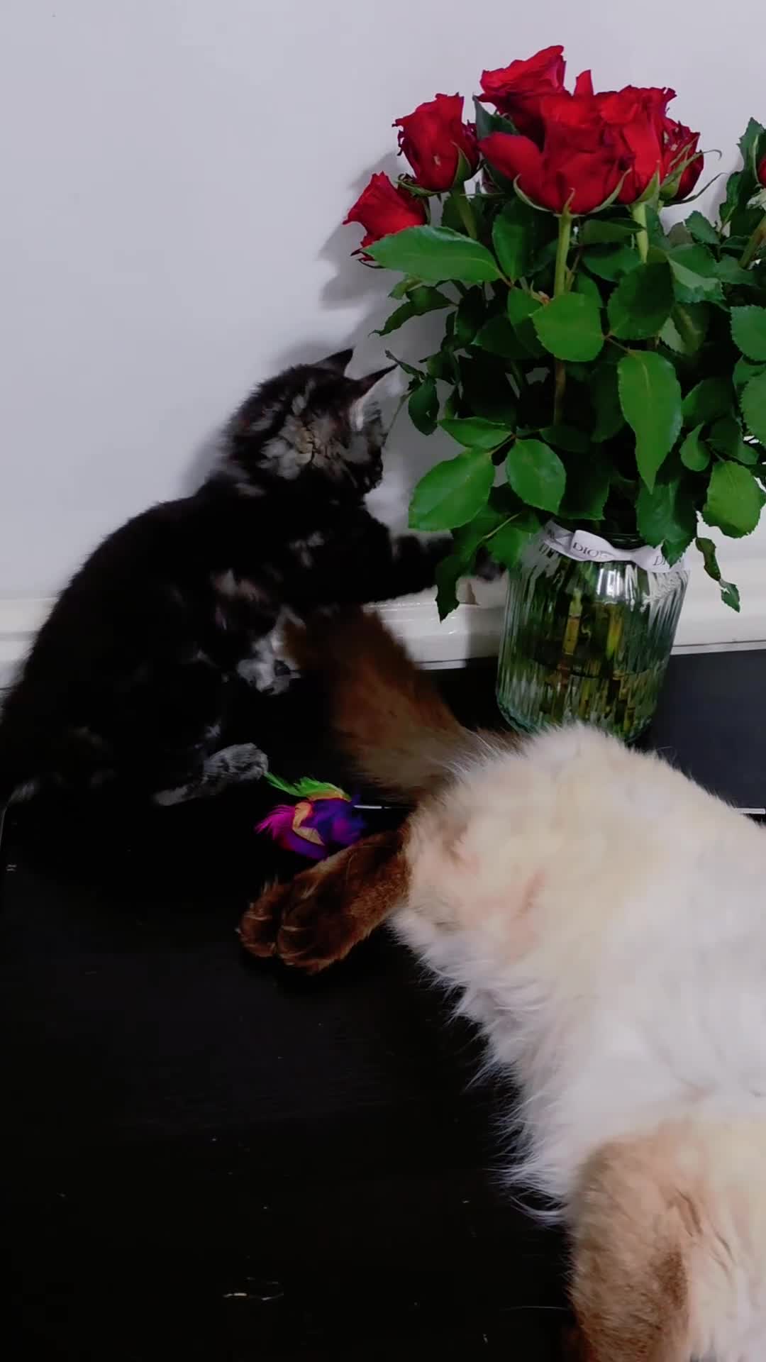 Mixed Breed cats for sale: !! READY NOW!!  Adorable Ragdoll Kittens Mix  - Video 3