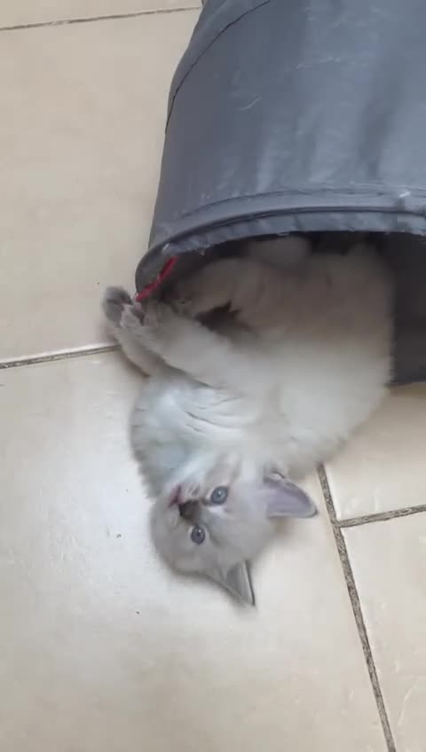 Ragdoll cats for sale: ❗️Charming Pure Ragdoll Kittens waiting love ❤️❗️ - Video 1