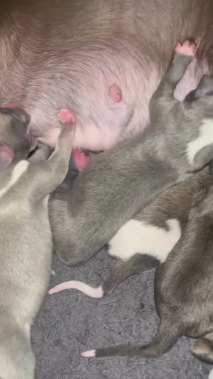 Whippet dogs for sale: Outstanding Litter KC Reg Pedigree Whippet Puppies - Video 1