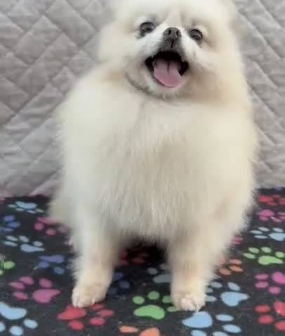 Pomeranian dogs for adoption: Molly’s Story: A Fragile Life Saved - Video 1