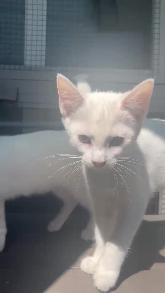Mixed Breed cats for sale: Lovely kittens - Video 1
