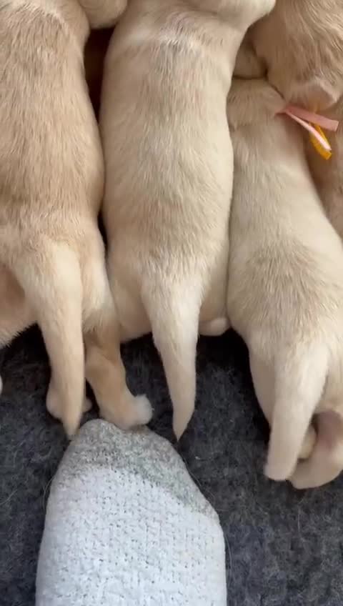 Golden Retriever dogs for sale: Pedigree Golden Retriver Puppies - Video 1