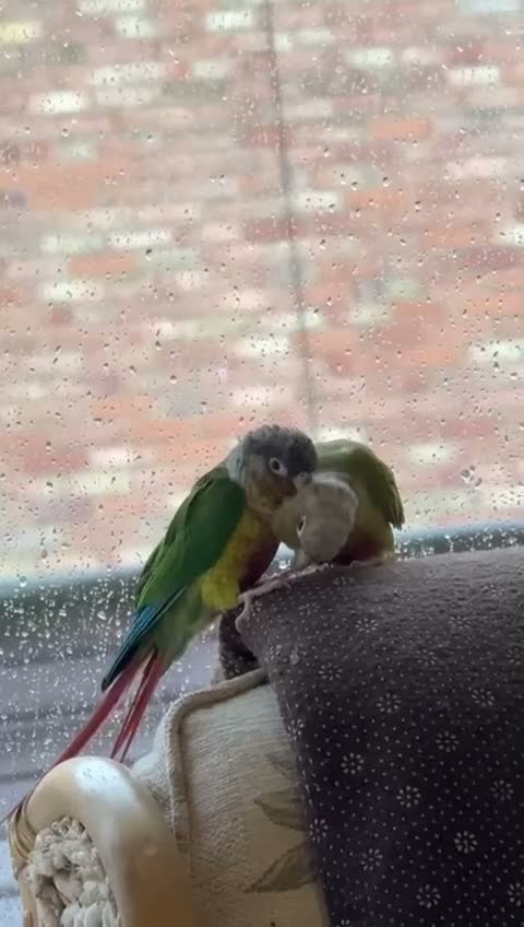 Conures birds for sale: Male and female conure for sale  £500 ono in Basildon - Video 1