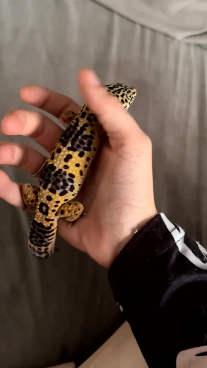 Leopard Gecko reptiles for sale: Ozzy the leopard gecko ❤️ - Video 3