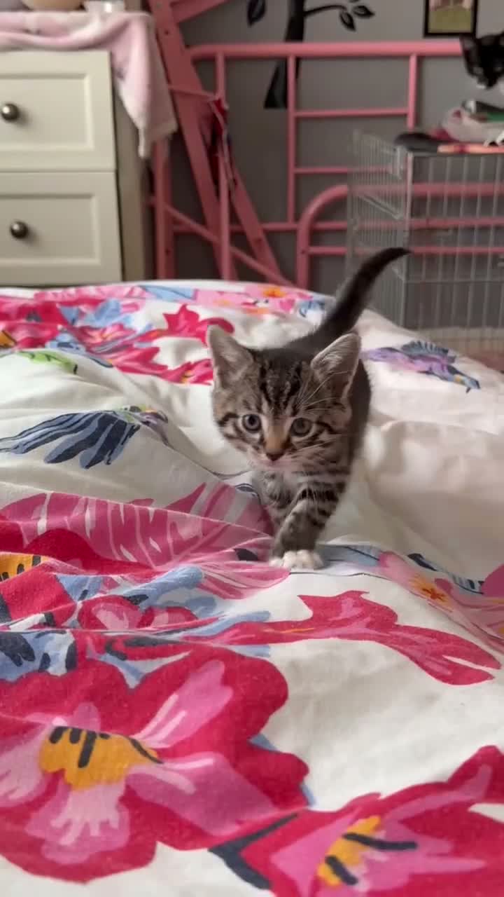 Mixed Breed cats for sale: Kittens - Video 1