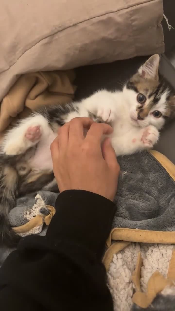 Mixed Breed cats for sale: Adorable, curious tabbies looking for loving homes in London - Video 1