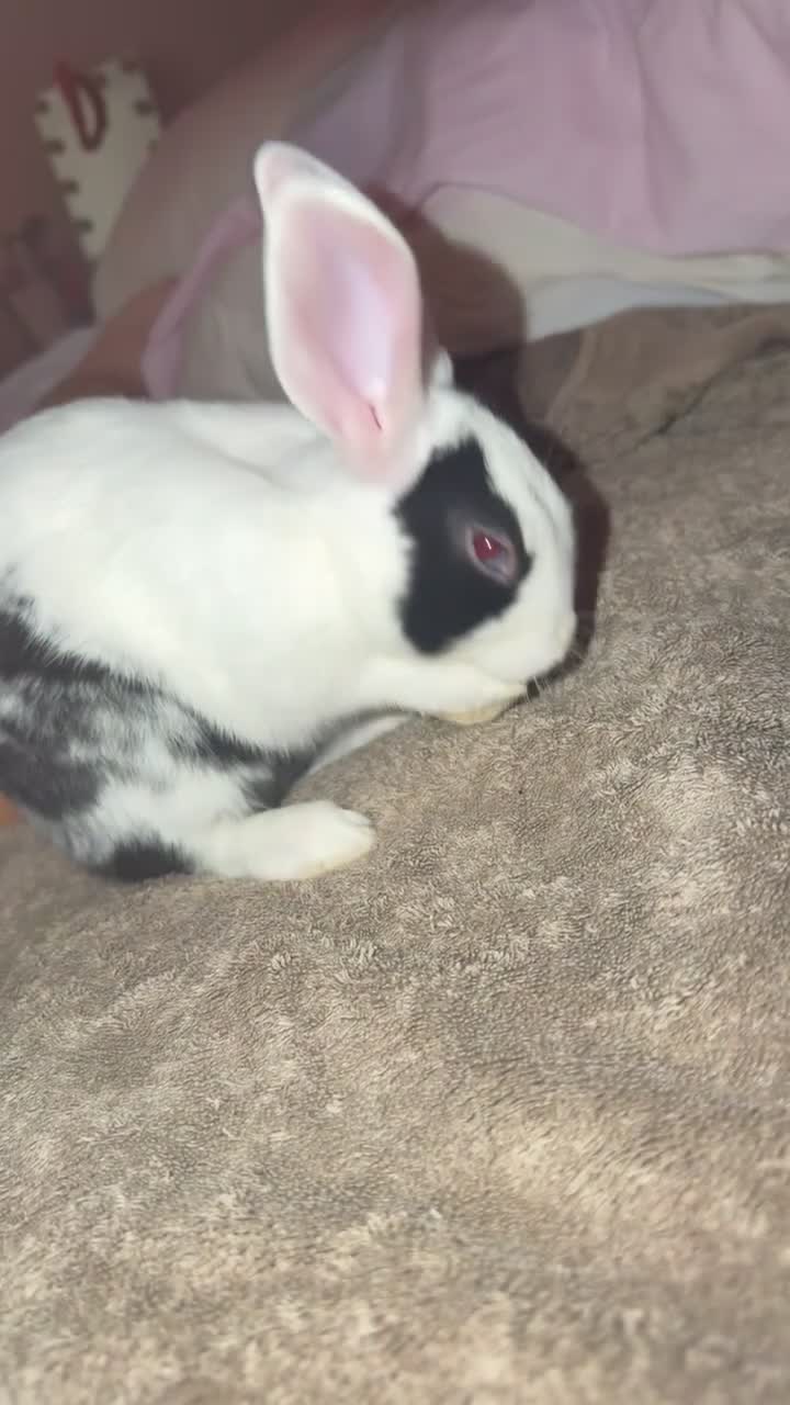 Mixed Breed rabbits for sale: Bunny  in Aylesford - Video 3