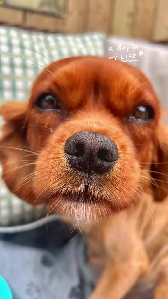 Cavapoo dogs for sale: Real Life Teddy Bears, Cavapoo babies  - Video 5