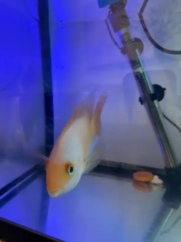 Other/Mixed Breed fish for sale: Hybrid parrot fish - Video 1