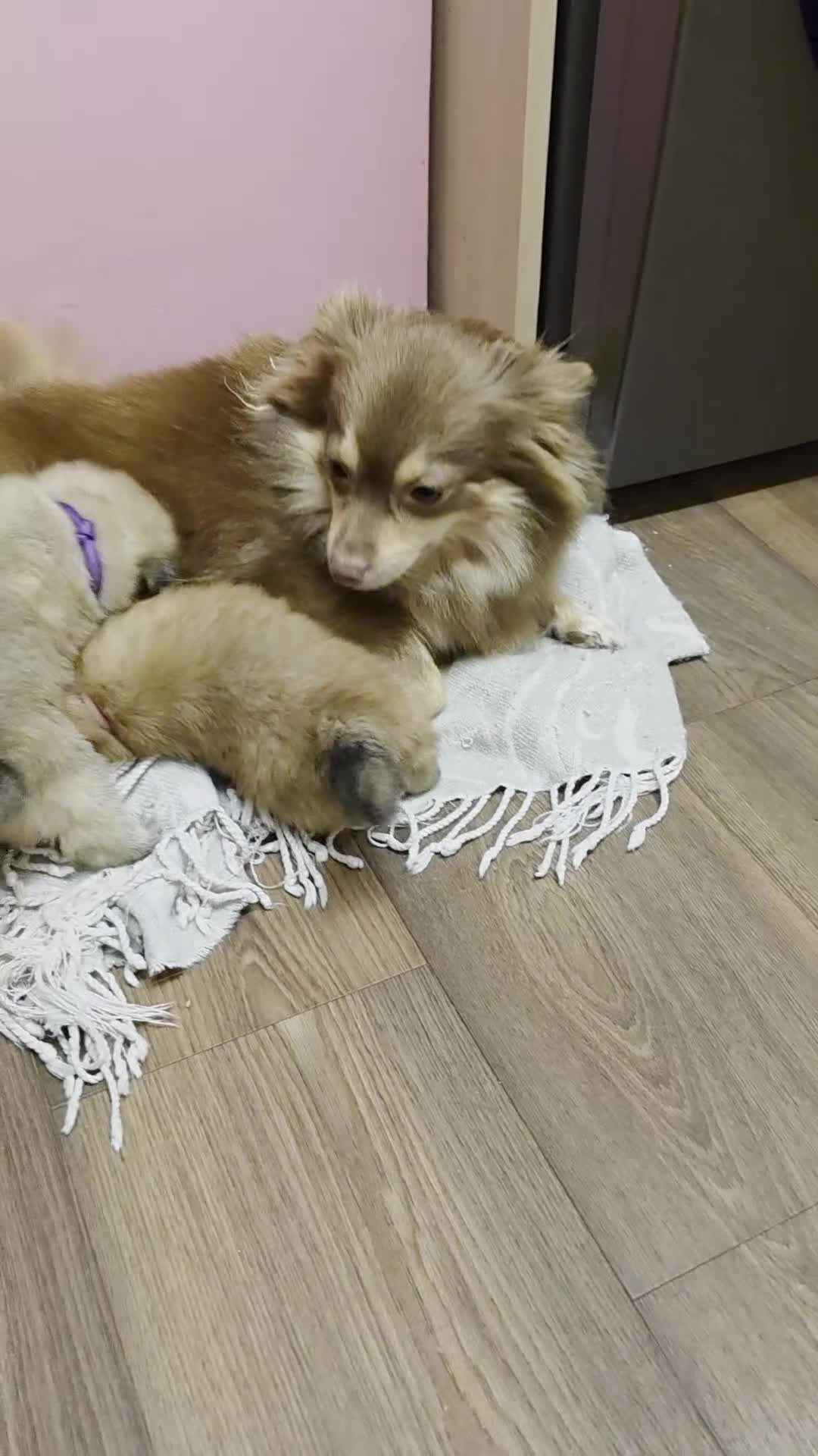 Pomeranian dogs for sale: 3 Beautiful pomeranian puppies for sale - Video 1