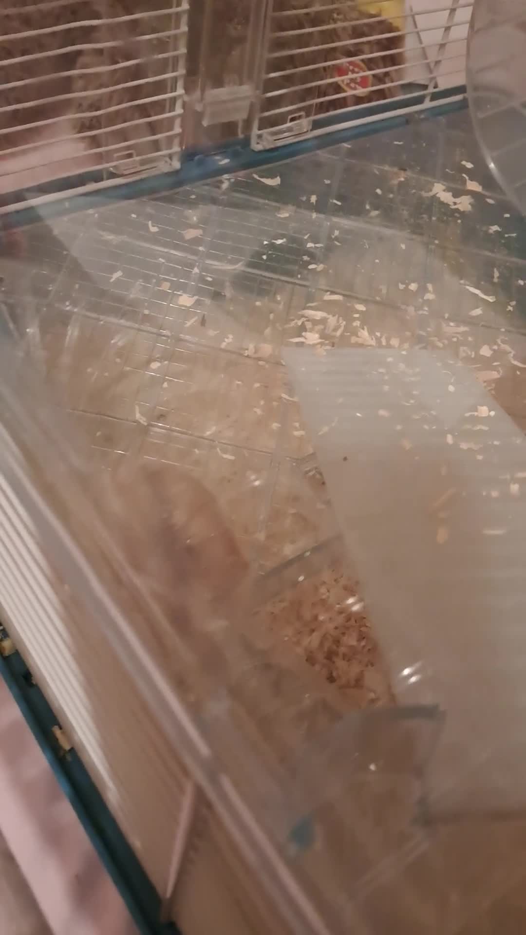 Hamster rodents for sale: Dwarf hamster  - Video 1