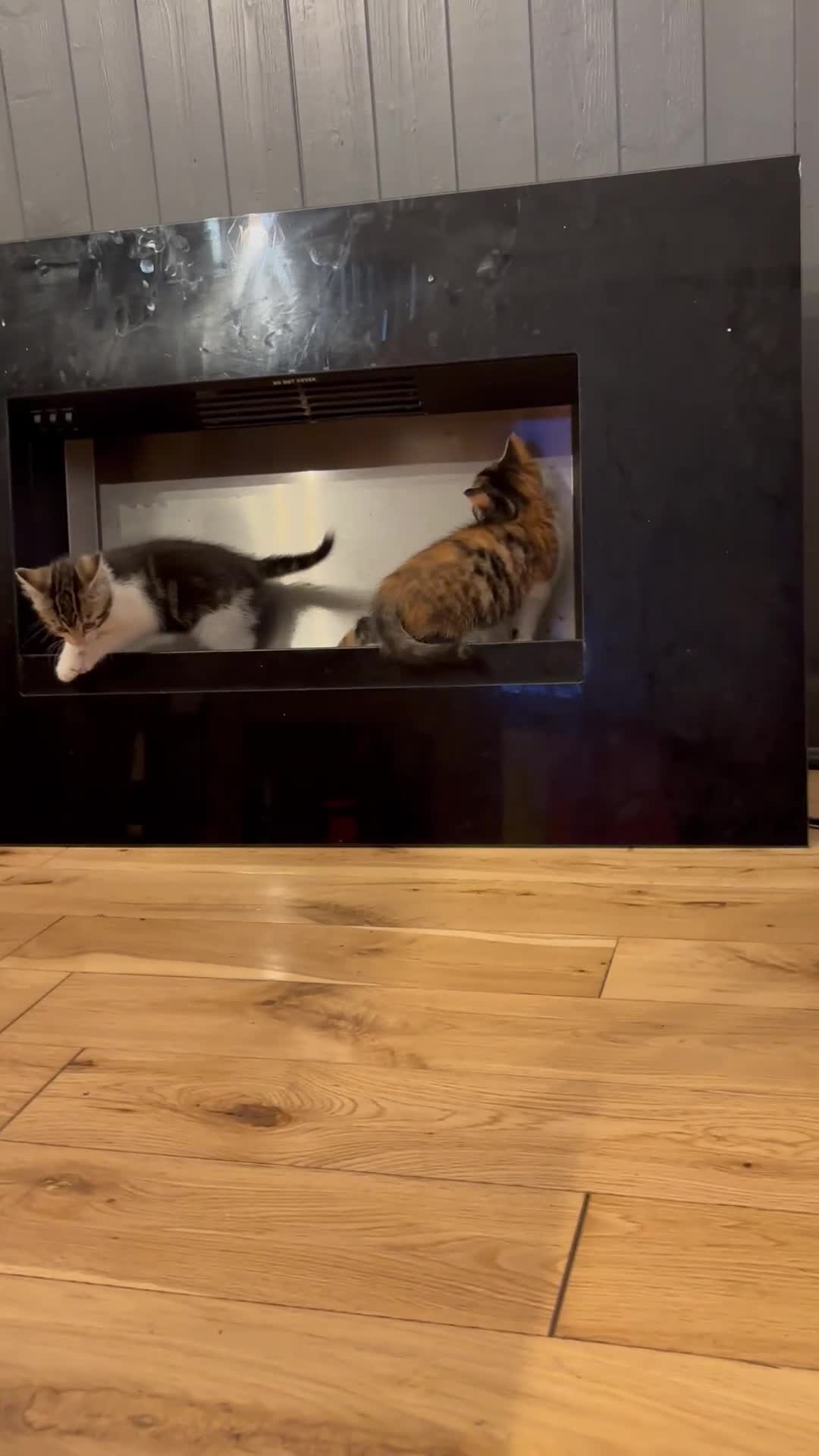 Mixed Breed cats for sale: Kitten litter of 4 in Tiverton - Video 1