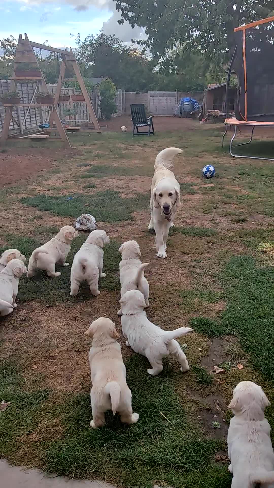 Golden Retriever dogs for sale: Gorgeous Golden Retriever Puppies  - Video 1