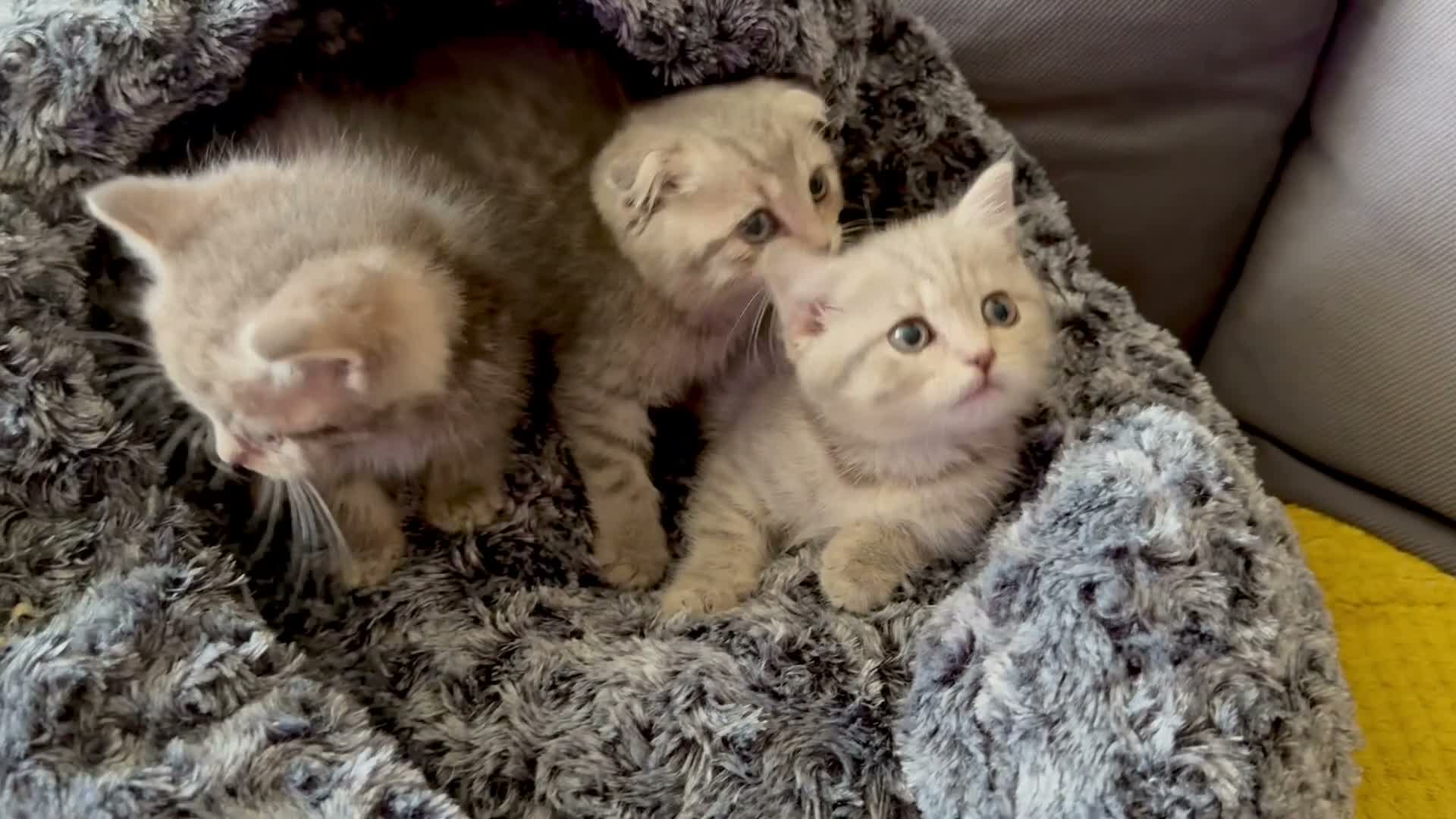 Scottish Fold cats for sale: Scotish fold cross Scottish straight adorable🥰 😻 - Video 1