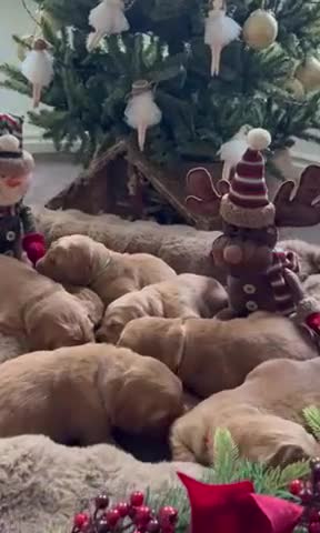 Golden Retriever dogs for sale: Golden retriever puppies  - Video 1