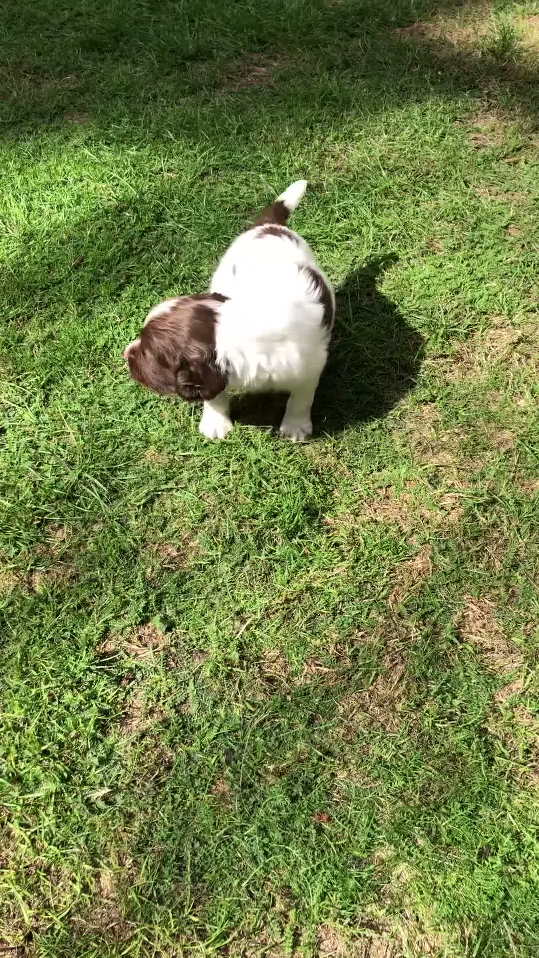 English Springer Spaniel dogs for sale: Springer spaniel pups in Winchester - Video 2