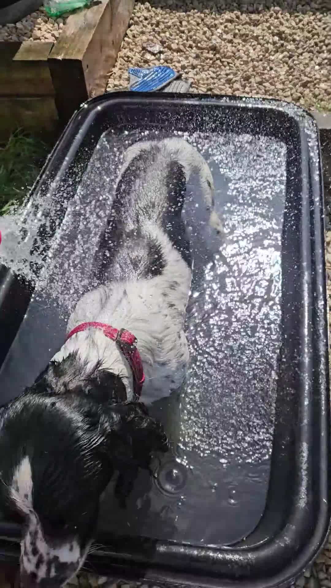 English Springer Spaniel dogs for sale: Beautiful Sam ❤️ - Video 1