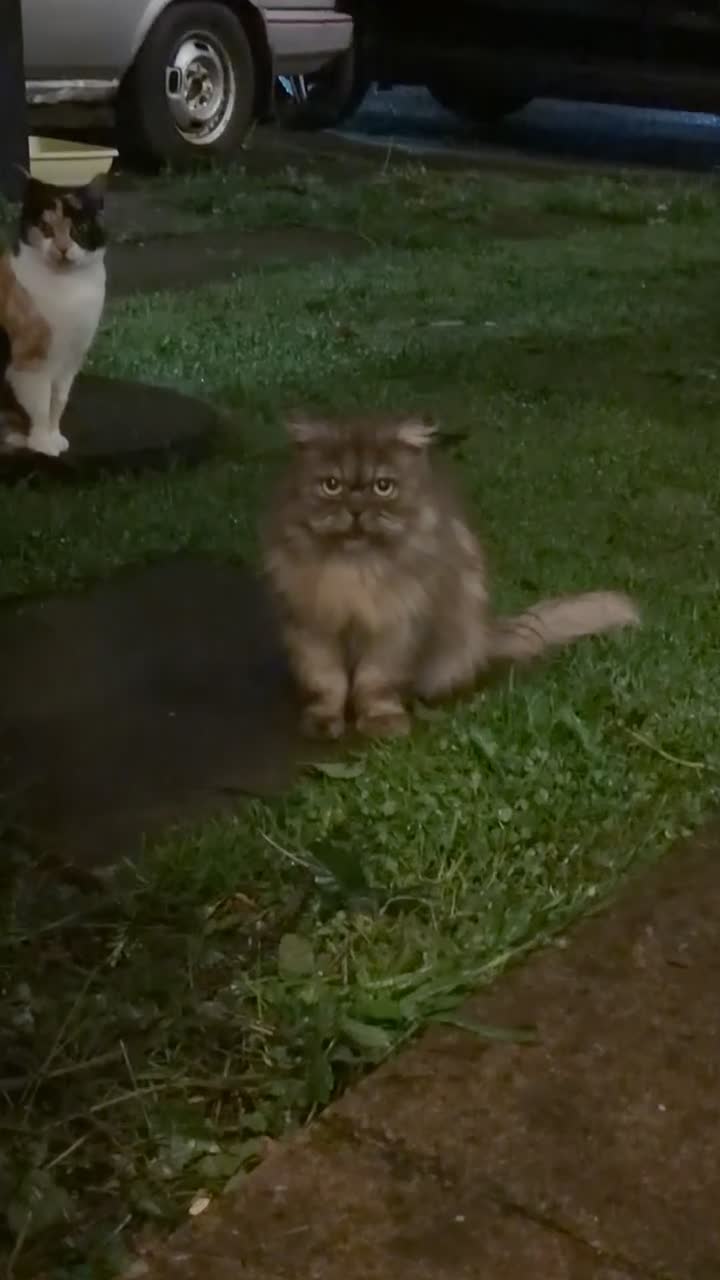 Persian cats for sale: Beautiful female Half ragdoll & half Persian cat  - Video 3