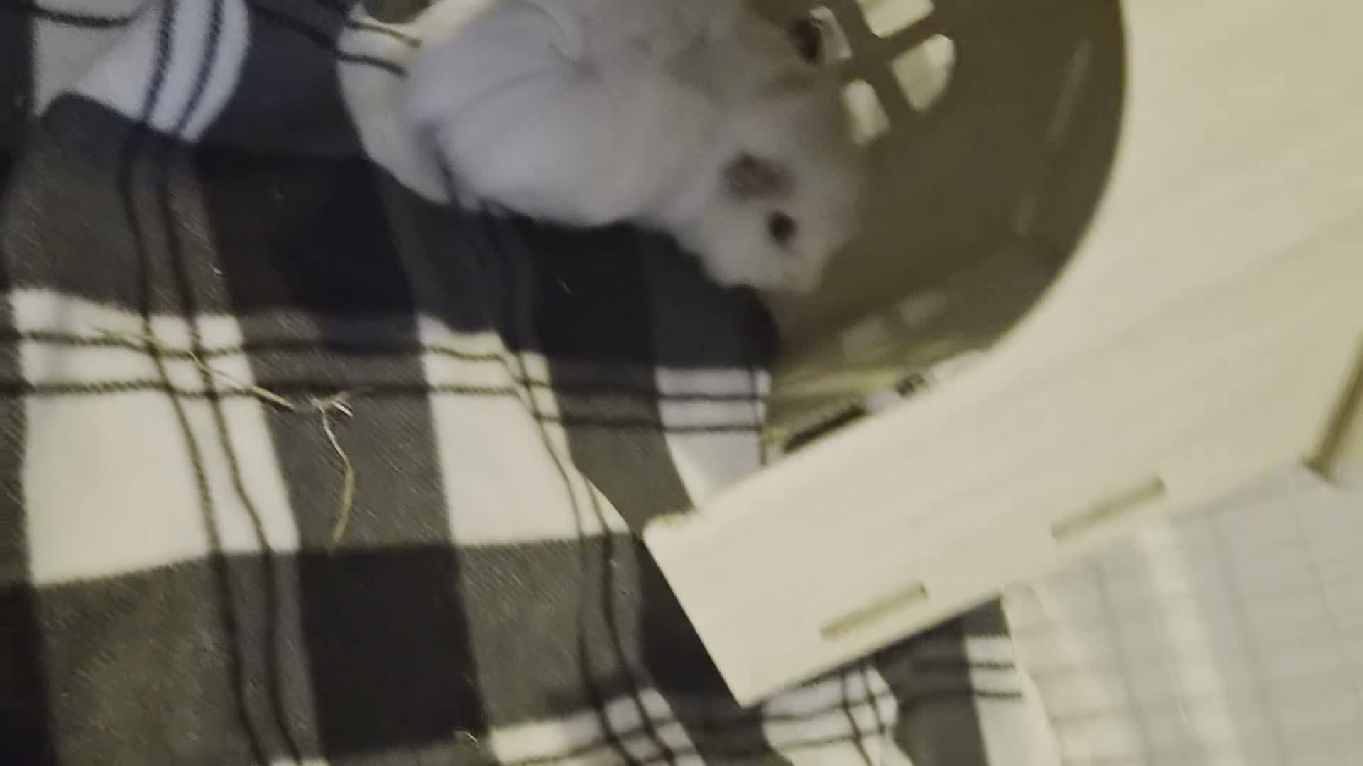 Guinea Pig rodents for sale: 🐹 2 BONDED MALE GUINEA PIGS — COTTON & FUDGE 🐹 in Swansea - Video 1
