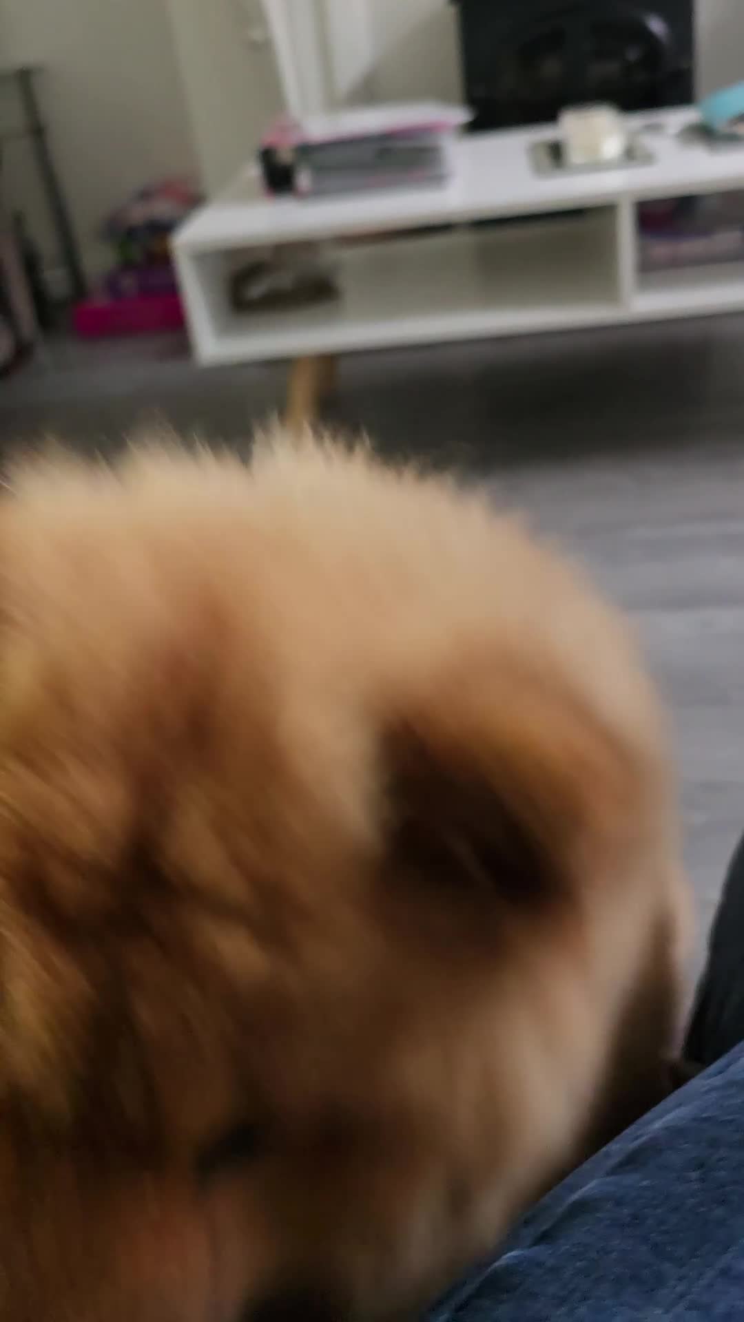 Chow Chow dogs for sale: QUALITY KC CHOWCHOW PUPPIES  in Wolverhampton - Video 2