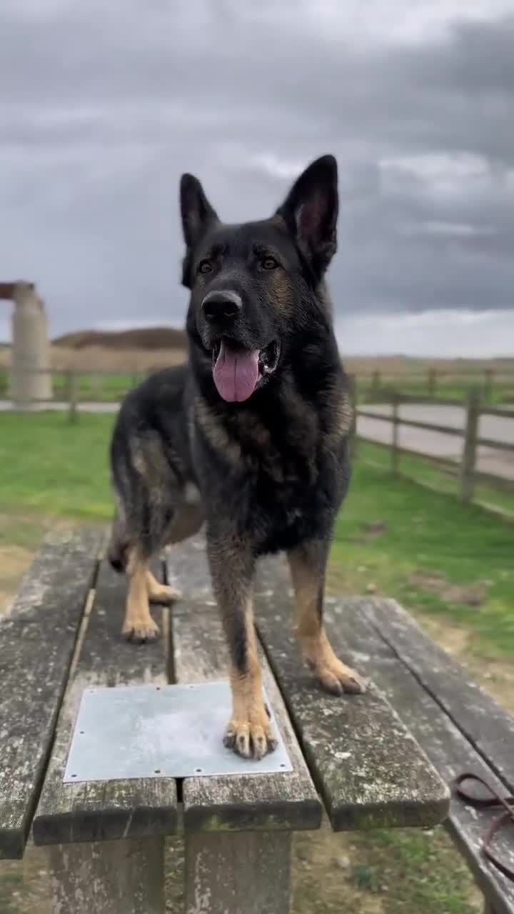 German Shepherd dogs for sale: German Shepherd puppy - Video 1