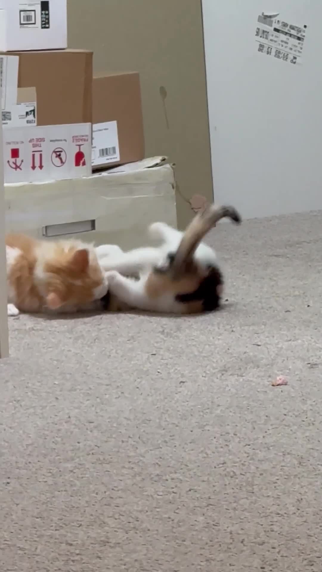 Mixed Breed cats for sale: Ginger & White Kitten Ready for New Home - Video 3
