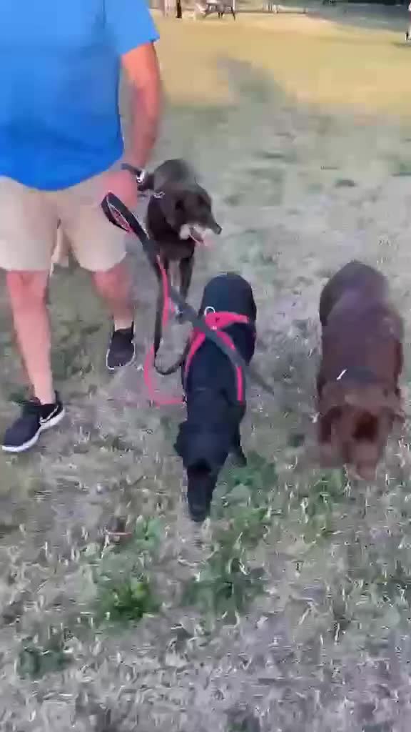 Mixed Breed dogs for adoption: Raven the gentle Labrador cross  - Video 4