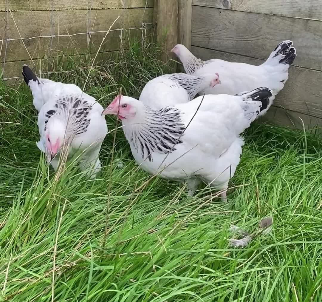 Chickens poultry for sale: Light Sussex  - Video 1