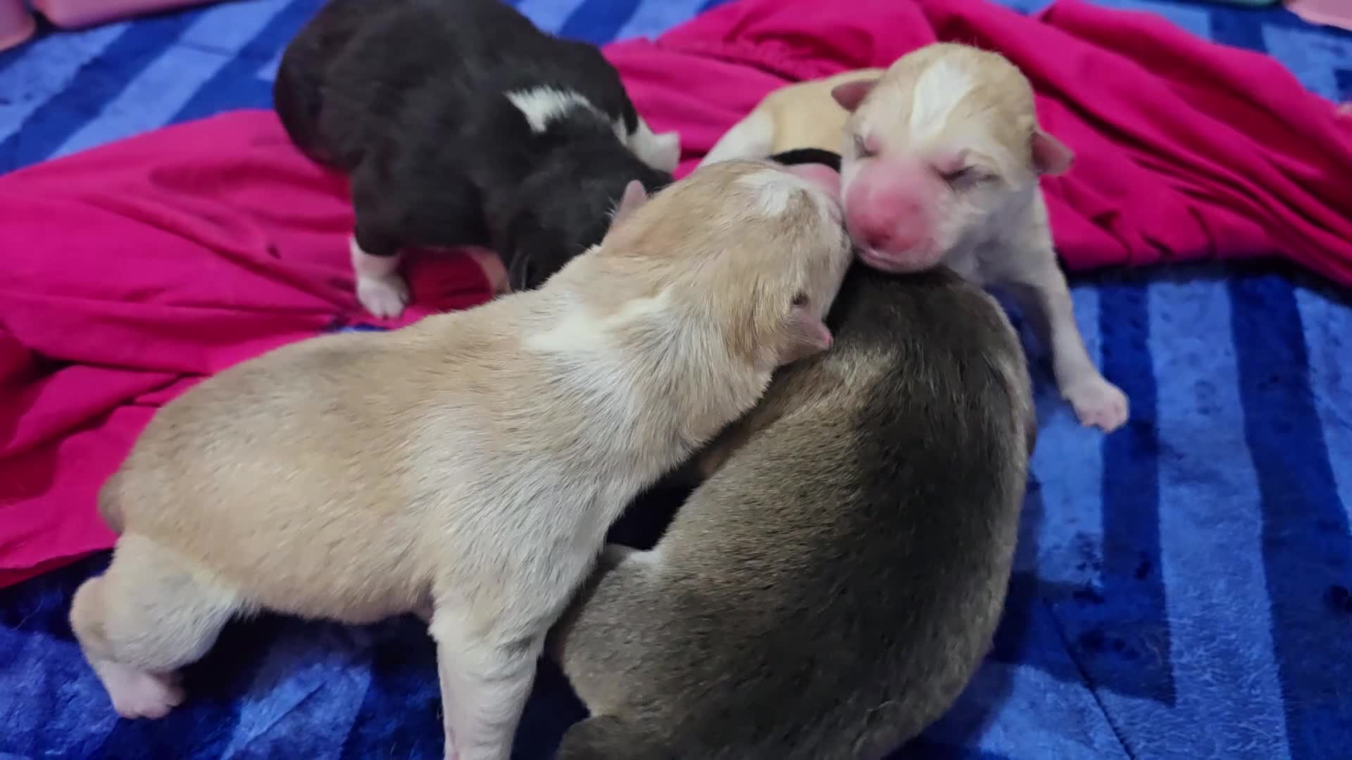 Alaskan Malamute dogs for sale: litter of chunky fluffy malamutes - Video 1